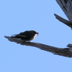 Artamus cyanopterus cyanopterus at Horseshoe Lagoon and West Albury Wetlands - 1 Jul 2024