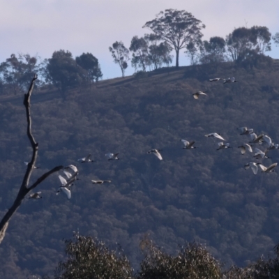 Threskiornis molucca (Australian White Ibis) at Horseshoe Lagoon and West Albury Wetlands - 30 Jun 2024 by KylieWaldon