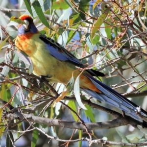 Platycercus elegans flaveolus at Horseshoe Lagoon and West Albury Wetlands - 1 Jul 2024 10:09 AM