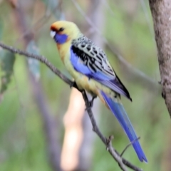 Platycercus elegans flaveolus at Horseshoe Lagoon and West Albury Wetlands - 1 Jul 2024