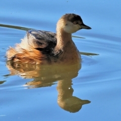 Tachybaptus novaehollandiae (Australasian Grebe) at Albury - 1 Jul 2024 by KylieWaldon