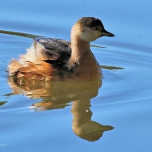 Tachybaptus novaehollandiae at Horseshoe Lagoon and West Albury Wetlands - 1 Jul 2024