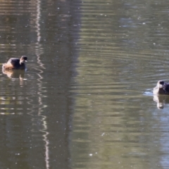 Tachybaptus novaehollandiae at Horseshoe Lagoon and West Albury Wetlands - 1 Jul 2024 10:30 AM