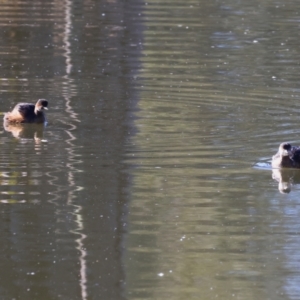 Tachybaptus novaehollandiae at Horseshoe Lagoon and West Albury Wetlands - 1 Jul 2024