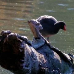 Gallinula tenebrosa (Dusky Moorhen) at Albury - 1 Jul 2024 by KylieWaldon