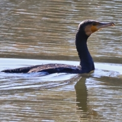 Phalacrocorax carbo (Great Cormorant) at Albury - 1 Jul 2024 by KylieWaldon