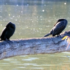 Phalacrocorax carbo at Horseshoe Lagoon and West Albury Wetlands - 1 Jul 2024