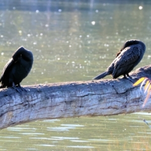 Phalacrocorax carbo at Horseshoe Lagoon and West Albury Wetlands - 1 Jul 2024 10:41 AM