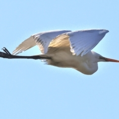 Ardea alba (Great Egret) at Horseshoe Lagoon and West Albury Wetlands - 1 Jul 2024 by KylieWaldon