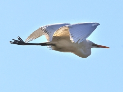 Ardea alba (Great Egret) at Horseshoe Lagoon and West Albury Wetlands - 1 Jul 2024 by KylieWaldon
