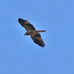 Haliastur sphenurus (Whistling Kite) at Albury - 1 Jul 2024 by KylieWaldon