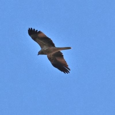 Haliastur sphenurus (Whistling Kite) at Horseshoe Lagoon and West Albury Wetlands - 1 Jul 2024 by KylieWaldon