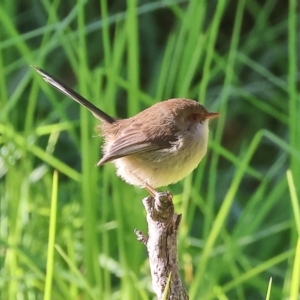 Malurus cyaneus at Horseshoe Lagoon and West Albury Wetlands - 1 Jul 2024 10:37 AM