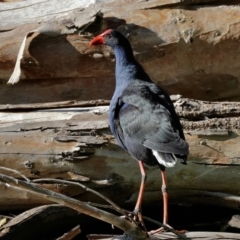 Porphyrio melanotus (Australasian Swamphen) at Albury - 1 Jul 2024 by KylieWaldon