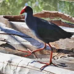 Porphyrio melanotus at Horseshoe Lagoon and West Albury Wetlands - 1 Jul 2024