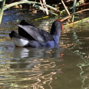 Porphyrio melanotus at Horseshoe Lagoon and West Albury Wetlands - 1 Jul 2024