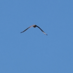 Falco cenchroides (Nankeen Kestrel) at Albury - 1 Jul 2024 by KylieWaldon