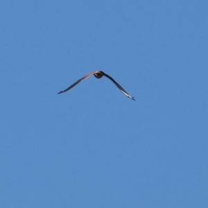 Falco cenchroides at Horseshoe Lagoon and West Albury Wetlands - 1 Jul 2024 10:56 AM