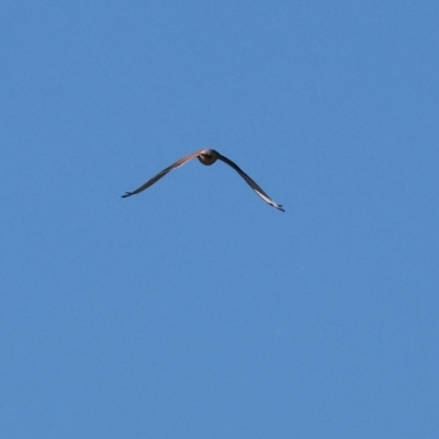 Falco cenchroides (Nankeen Kestrel) at Albury - 1 Jul 2024 by KylieWaldon