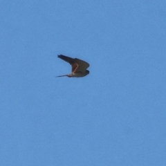 Falco cenchroides at Horseshoe Lagoon and West Albury Wetlands - 1 Jul 2024 10:56 AM