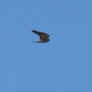 Falco cenchroides at Horseshoe Lagoon and West Albury Wetlands - 1 Jul 2024