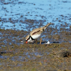 Charadrius melanops (Black-fronted Dotterel) at Chesney Vale, VIC by jb2602