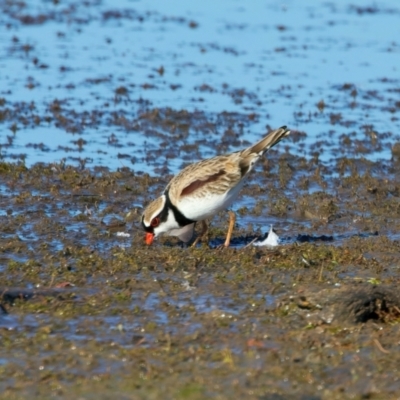 Charadrius melanops (Black-fronted Dotterel) at Chesney Vale, VIC - 23 Jun 2024 by jb2602