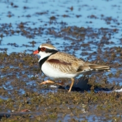 Charadrius melanops at Chesney Vale, VIC - 23 Jun 2024