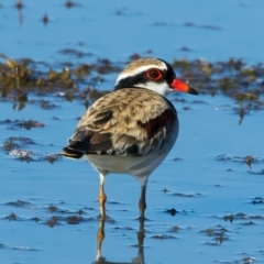 Charadrius melanops at Chesney Vale, VIC - 23 Jun 2024