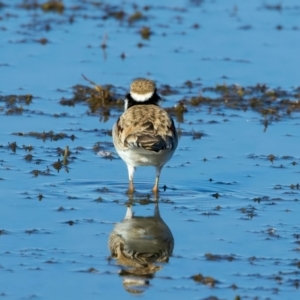 Charadrius melanops at Chesney Vale, VIC - 23 Jun 2024