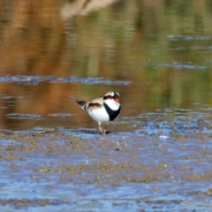 Charadrius melanops at Chesney Vale, VIC - 23 Jun 2024 11:06 AM