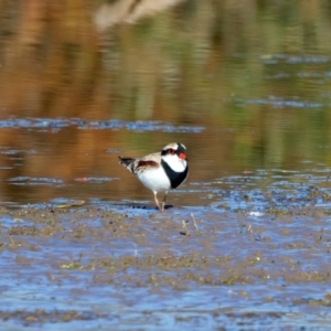 Charadrius melanops at Chesney Vale, VIC - 23 Jun 2024 11:06 AM