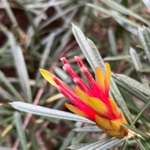 Lambertia formosa at South Pacific Heathland Reserve - 1 Jul 2024 04:01 PM