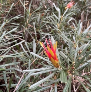 Lambertia formosa at South Pacific Heathland Reserve - 1 Jul 2024 04:01 PM