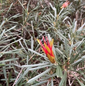 Lambertia formosa at South Pacific Heathland Reserve - 1 Jul 2024