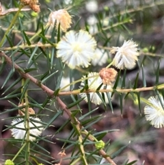 Acacia ulicifolia (Prickly Moses) at South Pacific Heathland Reserve - 1 Jul 2024 by Clarel