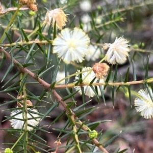 Acacia ulicifolia at South Pacific Heathland Reserve - 1 Jul 2024