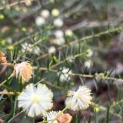 Acacia ulicifolia at South Pacific Heathland Reserve - 1 Jul 2024