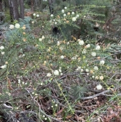 Acacia ulicifolia at South Pacific Heathland Reserve - 1 Jul 2024