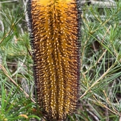 Banksia spinulosa (Hairpin Banksia) at South Pacific Heathland Reserve - 1 Jul 2024 by Clarel