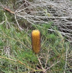 Banksia spinulosa at South Pacific Heathland Reserve - 1 Jul 2024