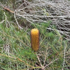 Banksia spinulosa at South Pacific Heathland Reserve - 1 Jul 2024