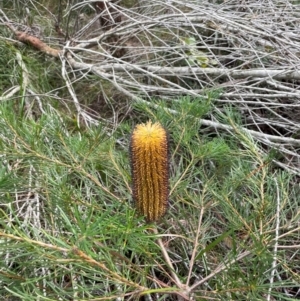 Banksia spinulosa at South Pacific Heathland Reserve - 1 Jul 2024 04:00 PM