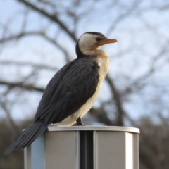 Microcarbo melanoleucos (Little Pied Cormorant) at Griffith, ACT - 15 Jun 2024 by BenW