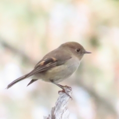 Petroica rodinogaster (Pink Robin) at Pinnacle NR (PIN) - 1 Jun 2024 by BenW