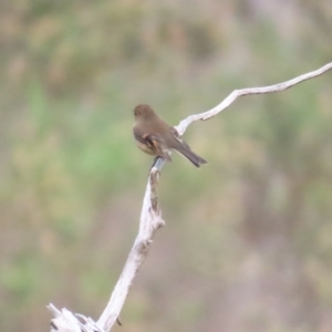 Petroica rodinogaster at Pinnacle NR (PIN) - 1 Jun 2024 11:58 AM