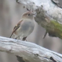 Petroica rodinogaster at Pinnacle NR (PIN) - 1 Jun 2024 11:58 AM