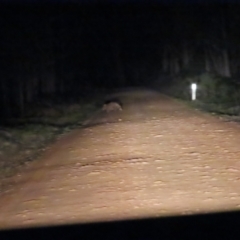 Vombatus ursinus (Common wombat, Bare-nosed Wombat) at Tallaganda State Forest - 19 Jun 2024 by BenW