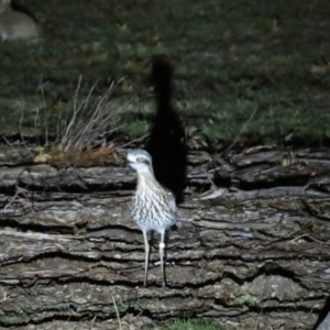 Burhinus grallarius at Forde, ACT - 2 Jun 2024 06:06 PM