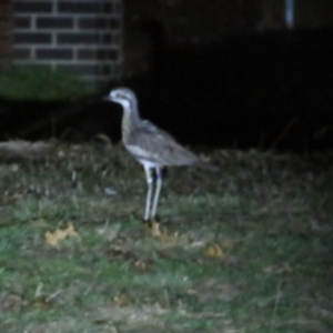 Burhinus grallarius at Forde, ACT - 2 Jun 2024